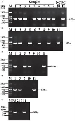Characteristics of Mycoplasma hyopneumoniae Strain ES-2 Isolated From Chinese Native Black Pig Lungs